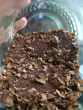Semi tabacco havana - -,