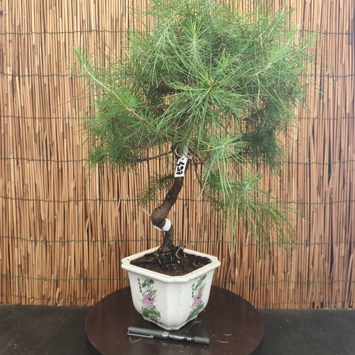 Bonsai pino aleppo - di, h
