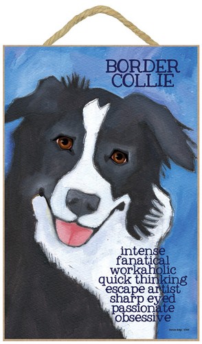 Border collie intenso - collie,