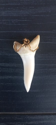 Dente squalo mako - dente,