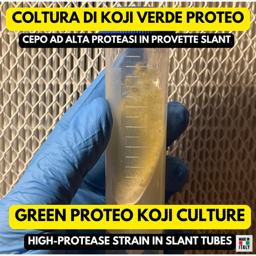 Aspergillus oryzae green - aspergillus,