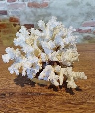 Corallo bianco da collezione, Anni 60/70. Misure 20x20x15 cm. Bellissimo.