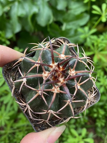 Pianta succulenta cm - pianta, 6-7
