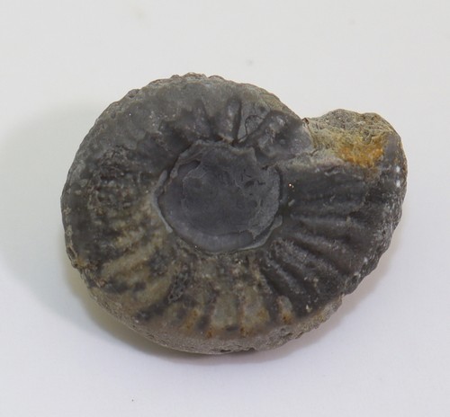 Ammonite hanielites elegans - hanielites,