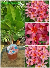 Pianta di plumeria (Plumeria