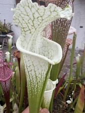 Pianta Carnivora Sarracenia
