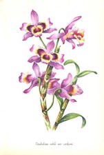 NOBILE DENDROBIUM NOBILE FIORE