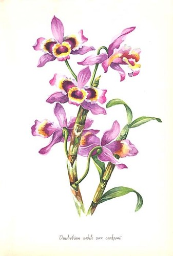 Nobile dendrobium fiore - nobile,