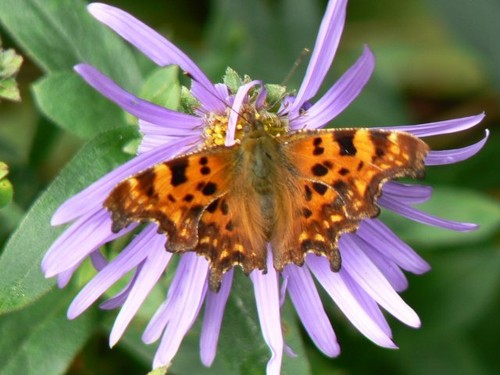 Photo 6x4 comma flower - comma,