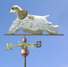 Americano Cocker Spaniel