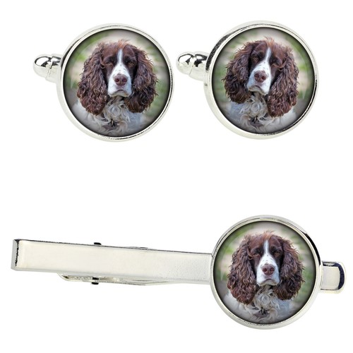 Springer spaniel inglese set - spaniel,
