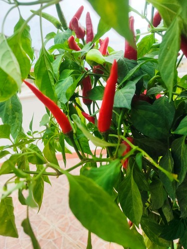 Semi peperoncini hot - semi,