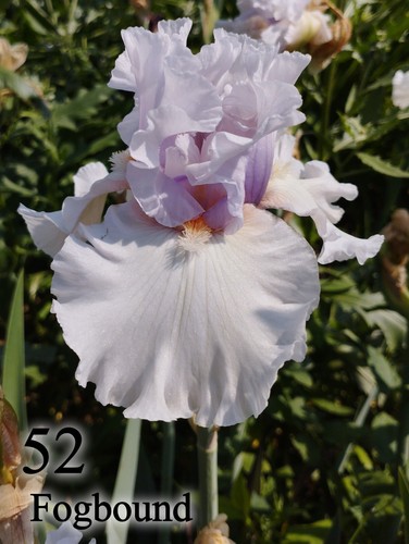 Rizoma iris germanica - iris,