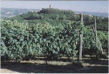 SANTA VITTORIA D'ALBA - CUNEO - I VIGNETI -25227-