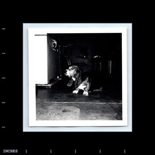 Foto d'epoca BASSETT HOUND DOG