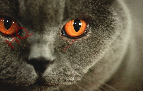 Picture postcard cat british - cat,,