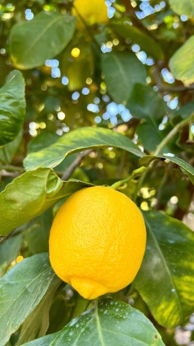 Pianta limone femminello - di,