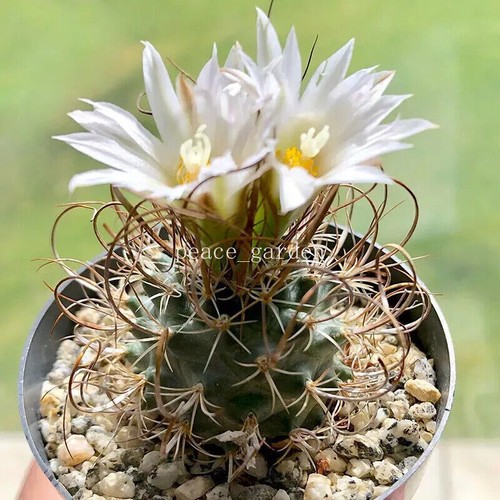 Turbinicarpus graminispinus - turbinicarpus,