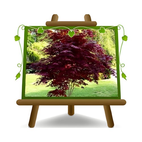 Acero palmato momiji - palmato, bloodgood