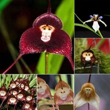 30 Pezzi/Confezione Rarissimi