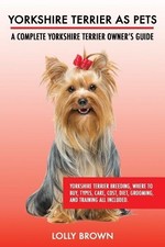 Lolly Brown Yorkshire Terrier