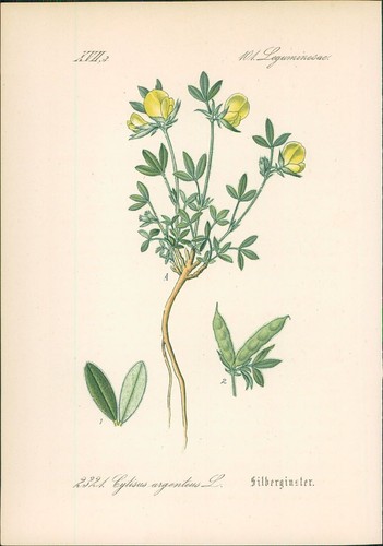 Chromolithographie - ,