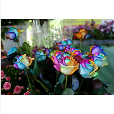 30 semi di ROSA ARCOBALENO - ROSA ARCOBALENO + OMAGGIO