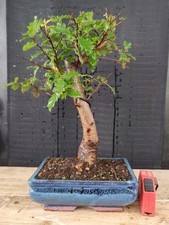 bonsai  quercia   h 38 cm visita il negozio