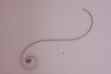 Mainspring Ressort Muelle