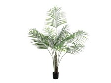 EUROPALMS Areca: Pianta