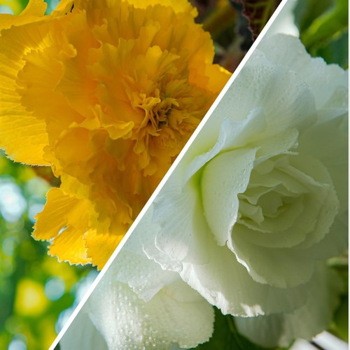 Bulbi begonia fimbriata - -,
