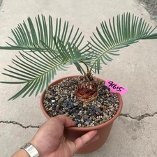 Caratteristica boutique