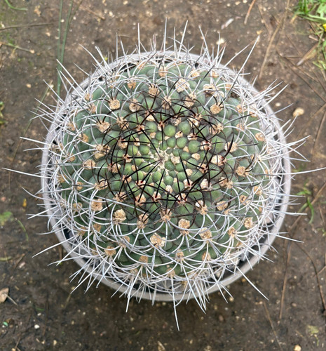 Gymnocalycium saglionis - gymnocalycium,