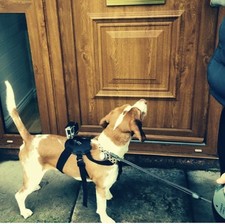 Imbracatura per cani GoPro