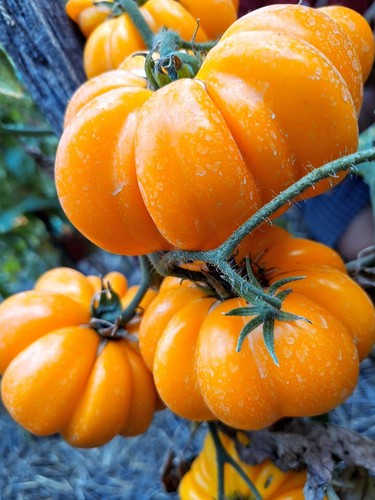 Pomodoro costine giallo - pomodoro, a