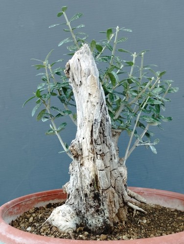 Bonsai olivastro 30x20cm - olivastro,