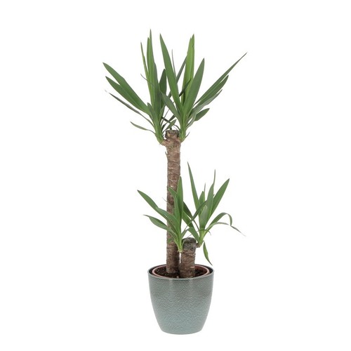 Pianta yucca - pianta,