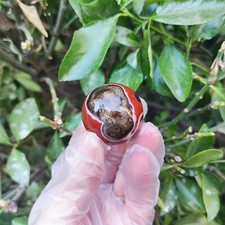 TOP 53G Sfera Cristallo Agata