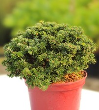 Abete coreano nano Abies