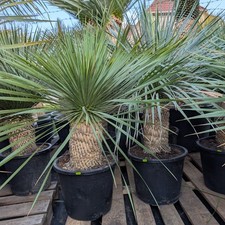 Yucca Rostrata circa 40 cm