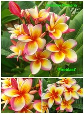 Talea di plumeria (Plumeria