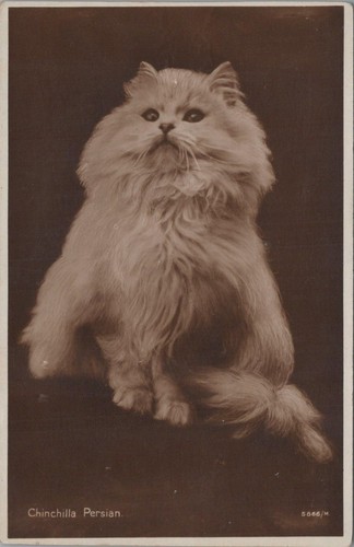 Cartolina rppc gatto cincillà - gatto,