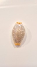 Ciprea limacina stunning - ciprea, !!