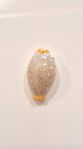 Ciprea limacina stunning - limacina,