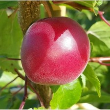 Pianta frutto biricoccolo - da,