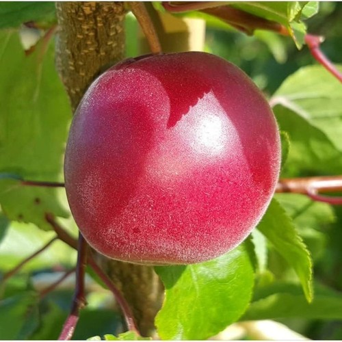Pianta frutto biricoccolo - da,