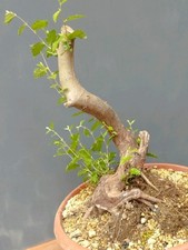 Pre Bonsai Carpino Nero 47x20cm In Vaso Tronco Unico Pianta Da Interno Esterno ⭐