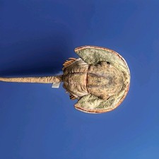 Peluche Granchio Ferro di