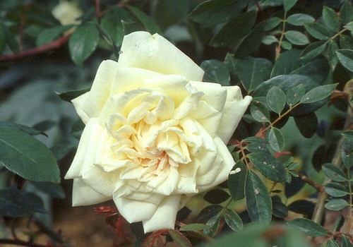 Rosa park yellow - yellow",