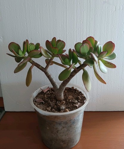 Crassula ovata altezza - ovata,